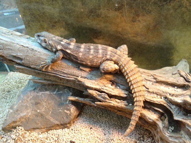 クラークトゲオイグアナ(3)