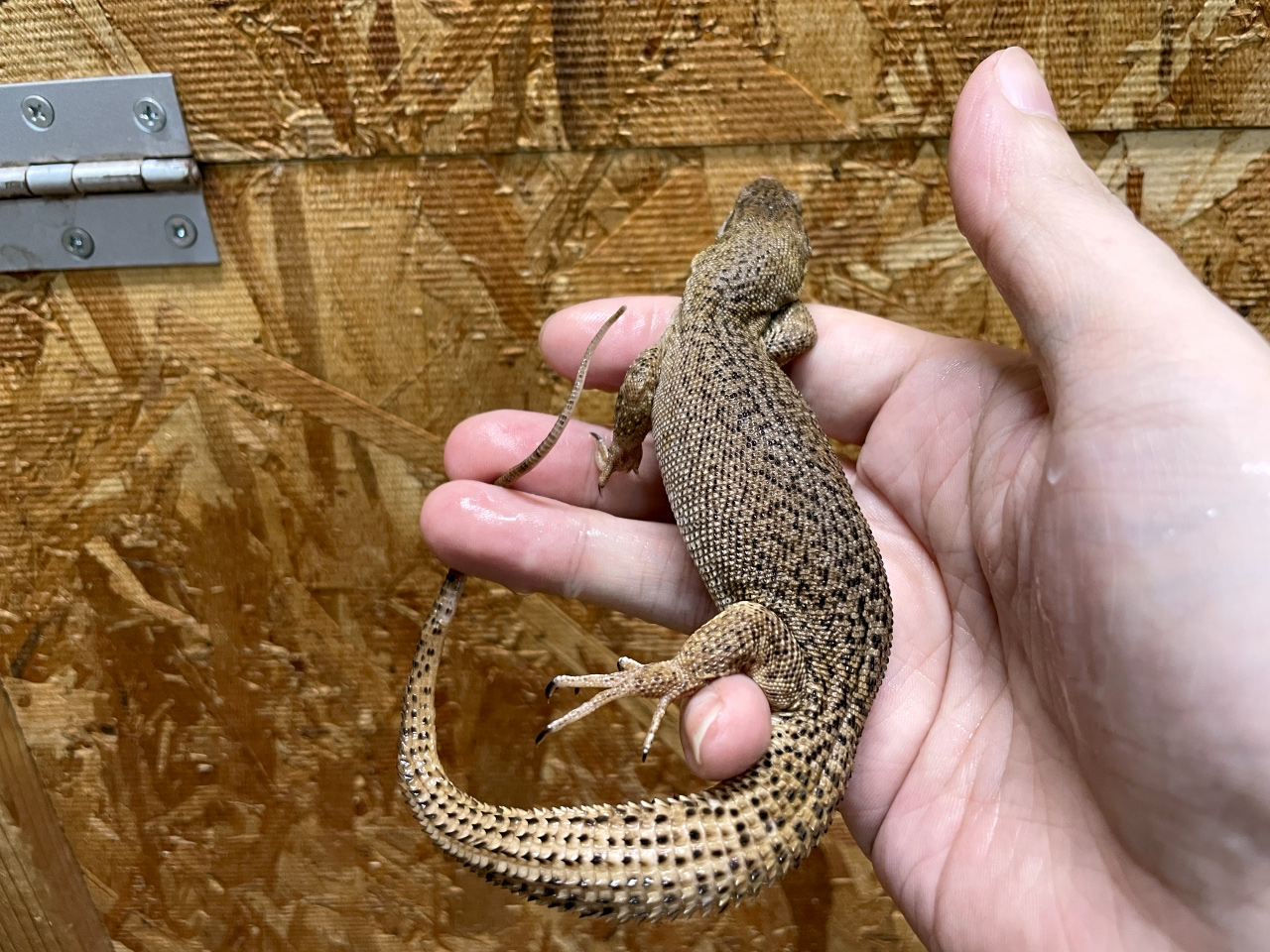 ストーリーモニター(4)