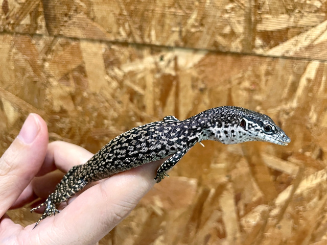 シミリスモニター