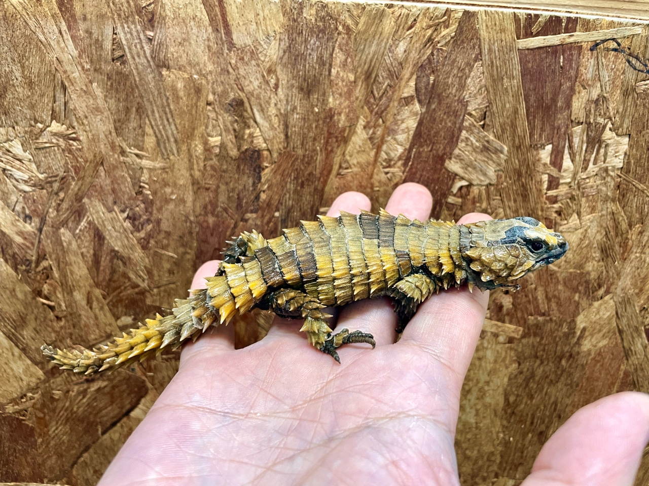 アルマジロトカゲ(5)