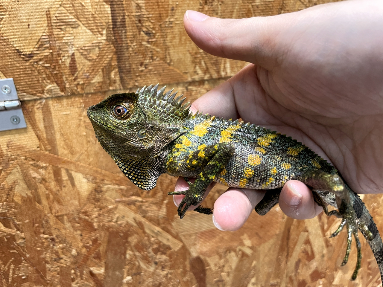 カメレオンモリドラゴン(1)