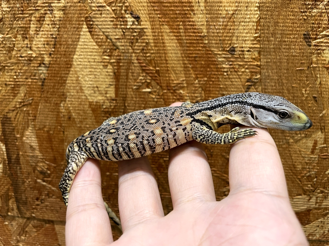 アフリカンロックモニター（ノドジロ）(9)