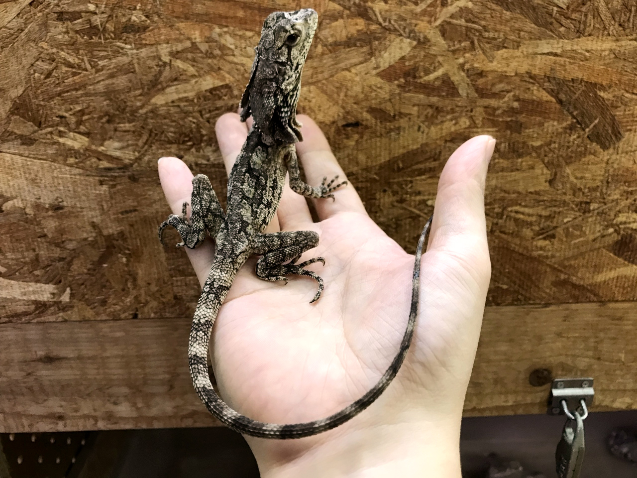 エリマキトカゲ(6)