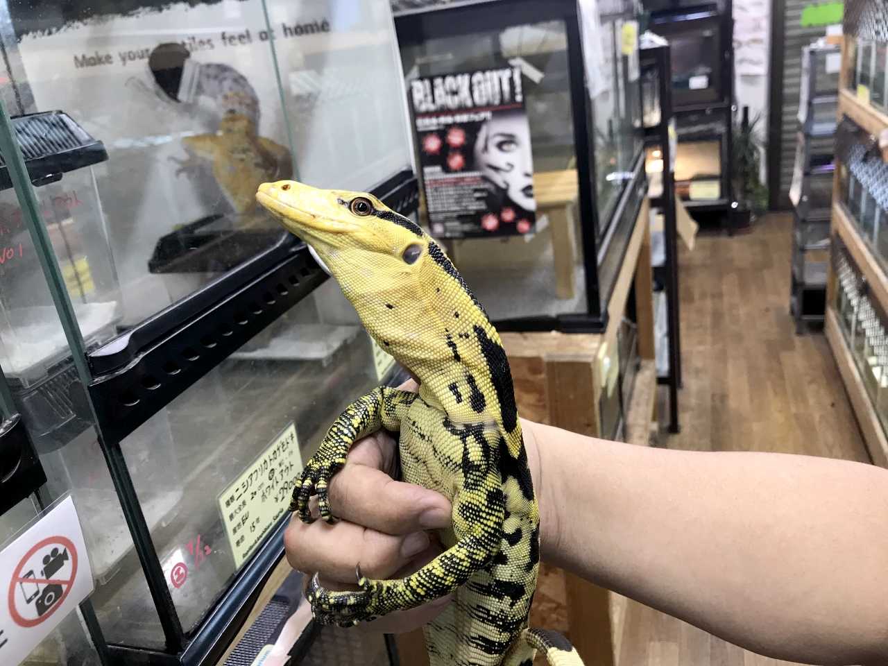 カミンギーモニター トカゲ図鑑