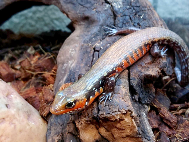 フェルナンデススキンク