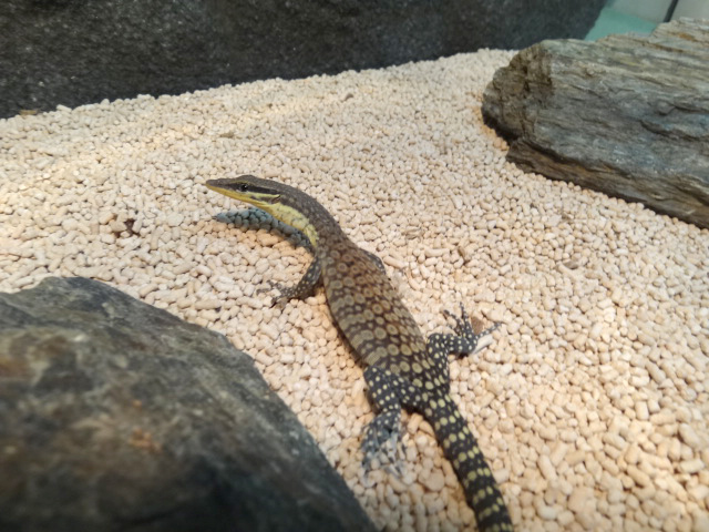 キンバリーロックモニター(6)