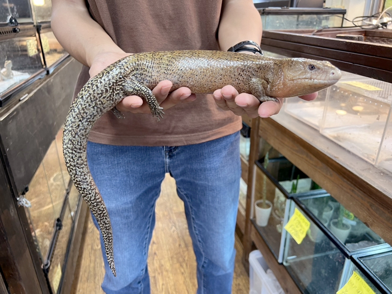 ケイアオジタトカゲ(5)