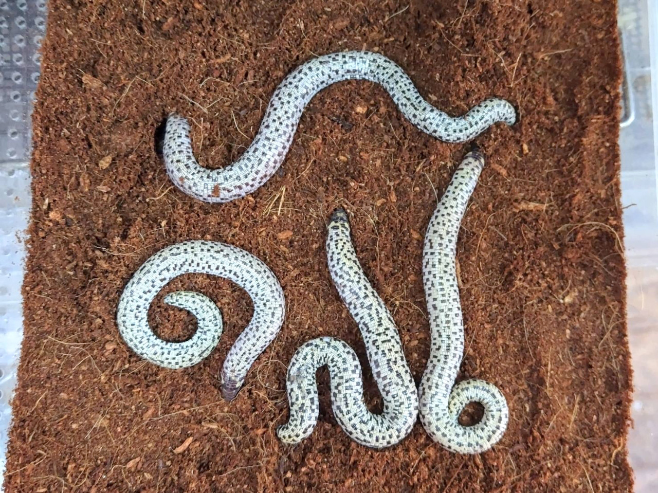 コモチミミズトカゲ(4)