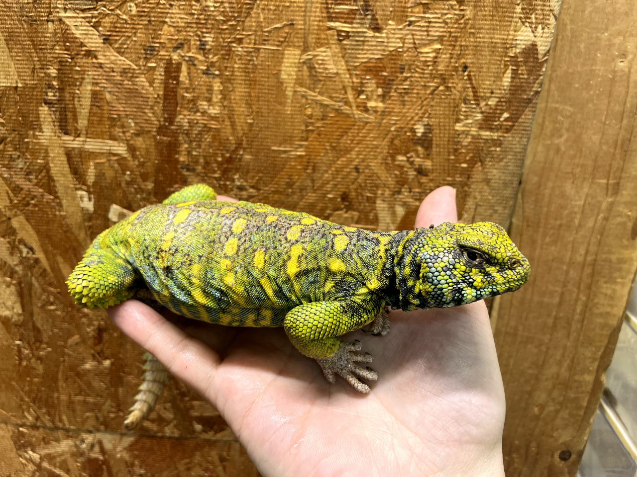 ニシキトゲオアガマ(3)