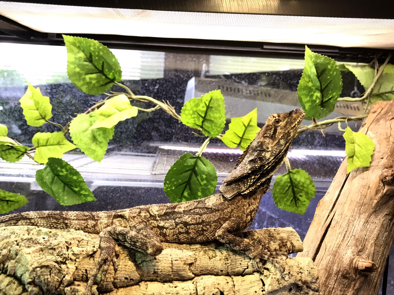 エリマキトカゲ(4)