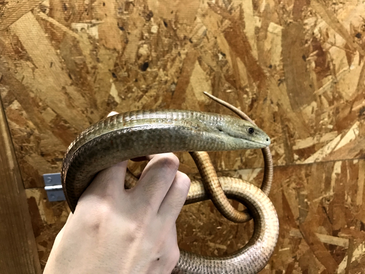 トラキアアシナシトカゲ(2)