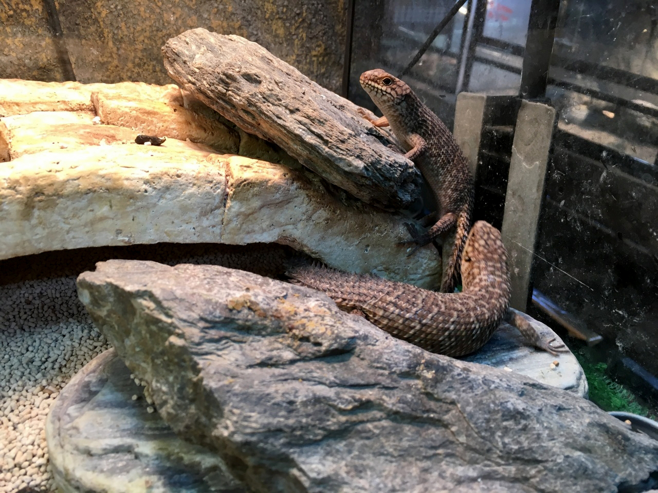 ストケスイワトカゲ(3)