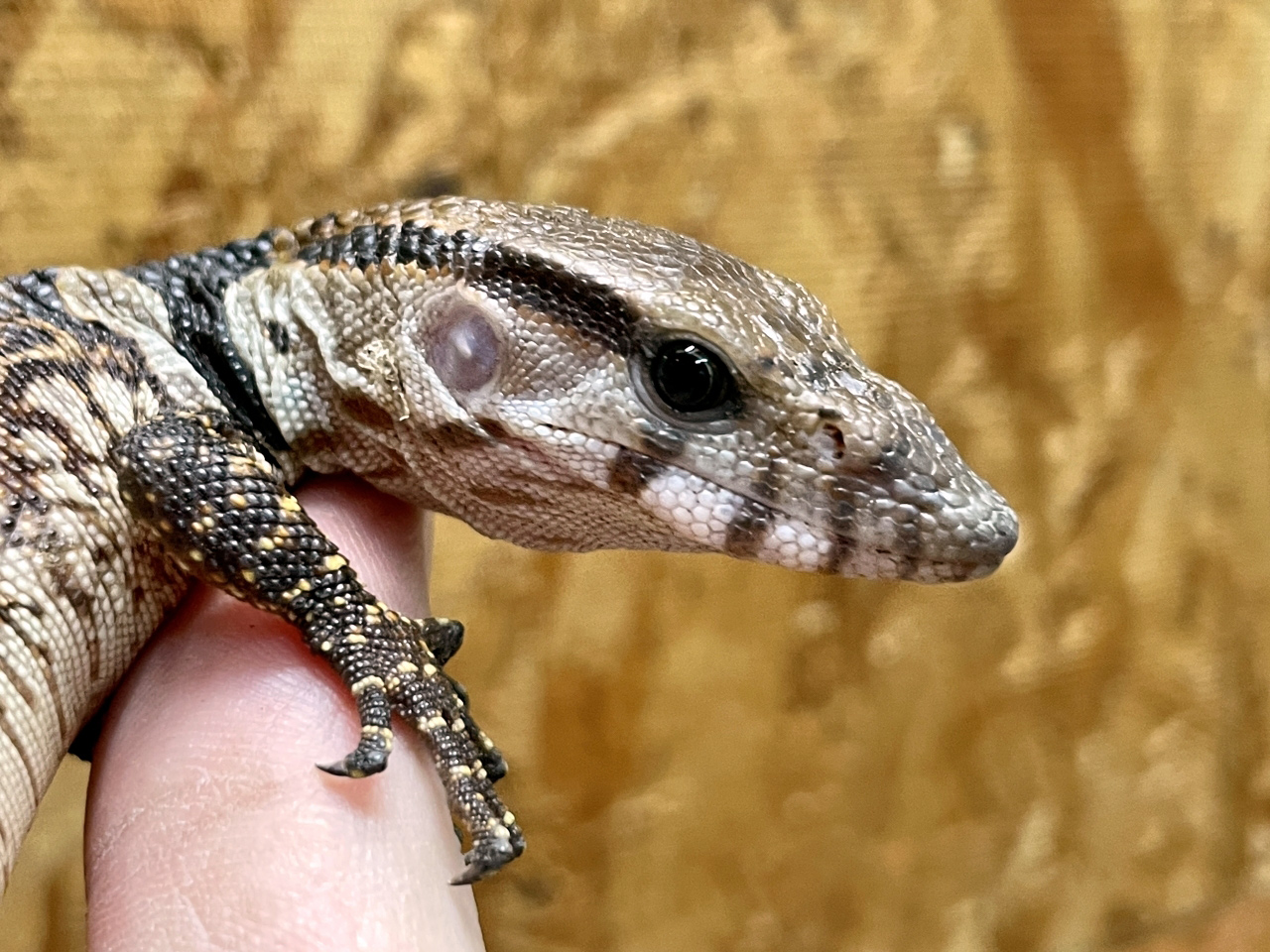 デュメリルモニター(6)