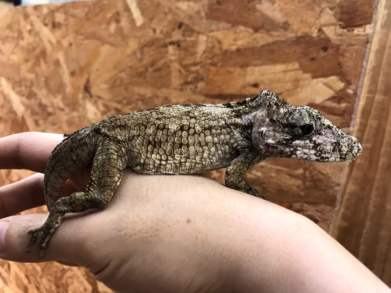 フトヒゲカメレオンモドキ(2)
