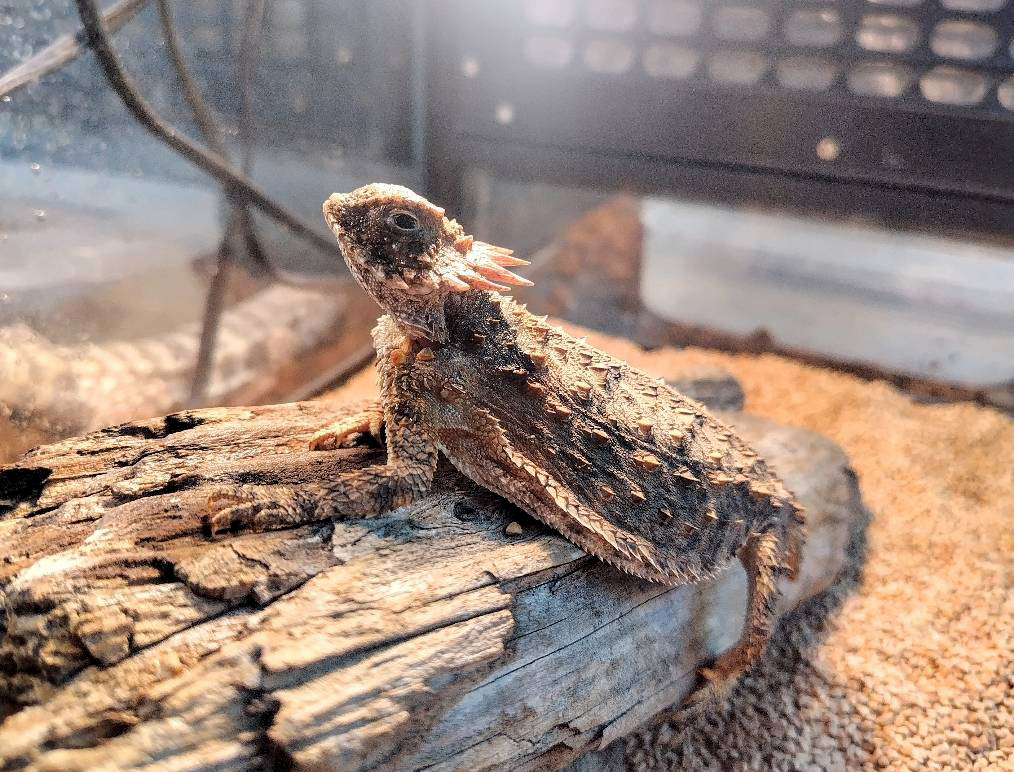 リーガルツノトカゲ(1)