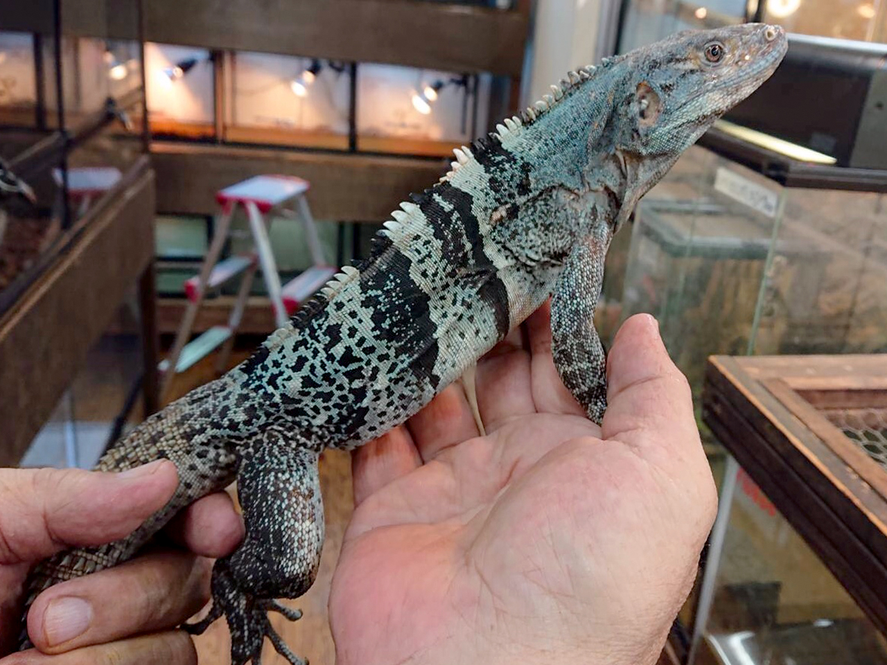 ツナギトゲオイグアナ ツナギトゲオイグアナ