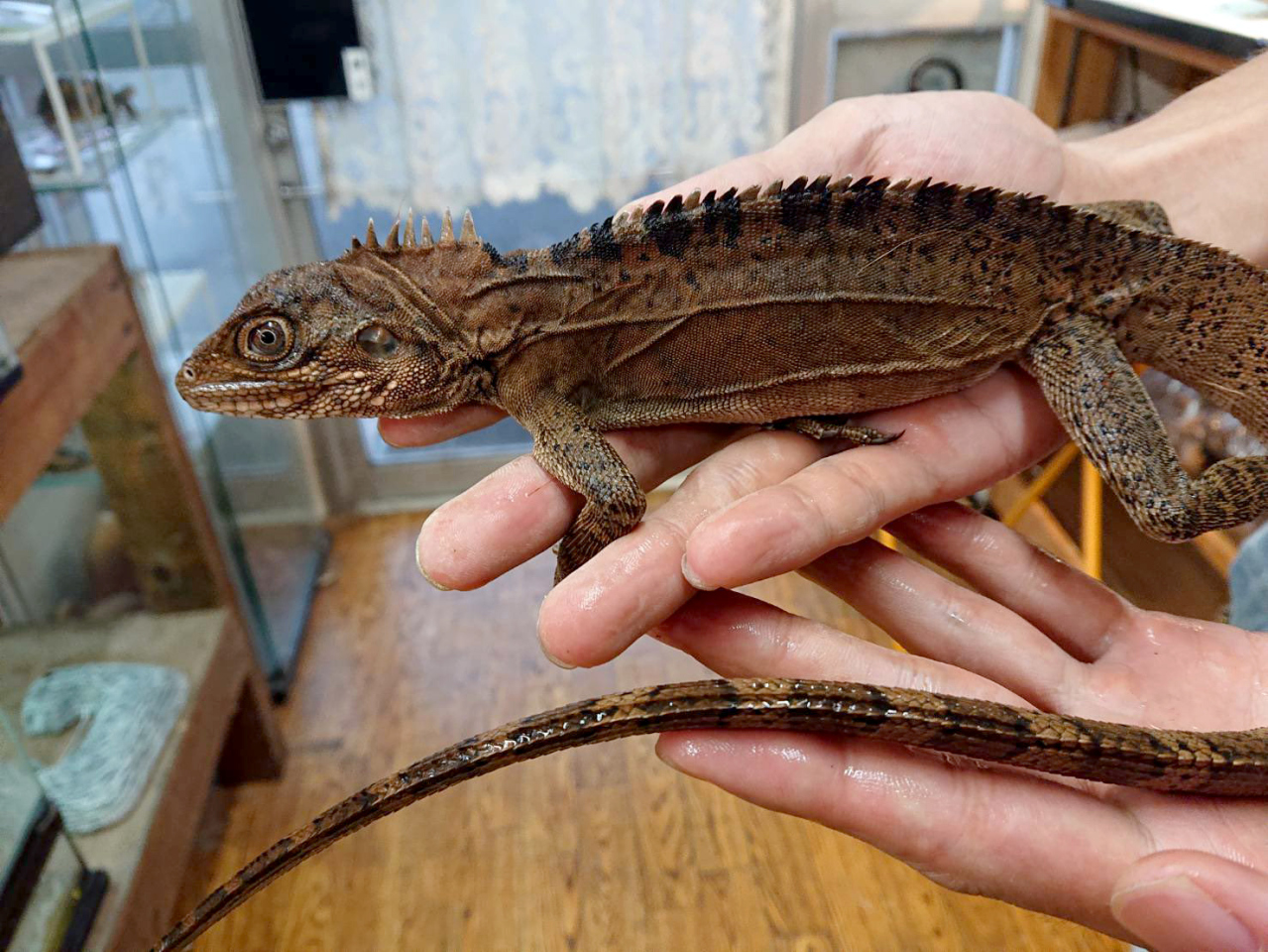 ノドグロミナミモリドラゴン(1)