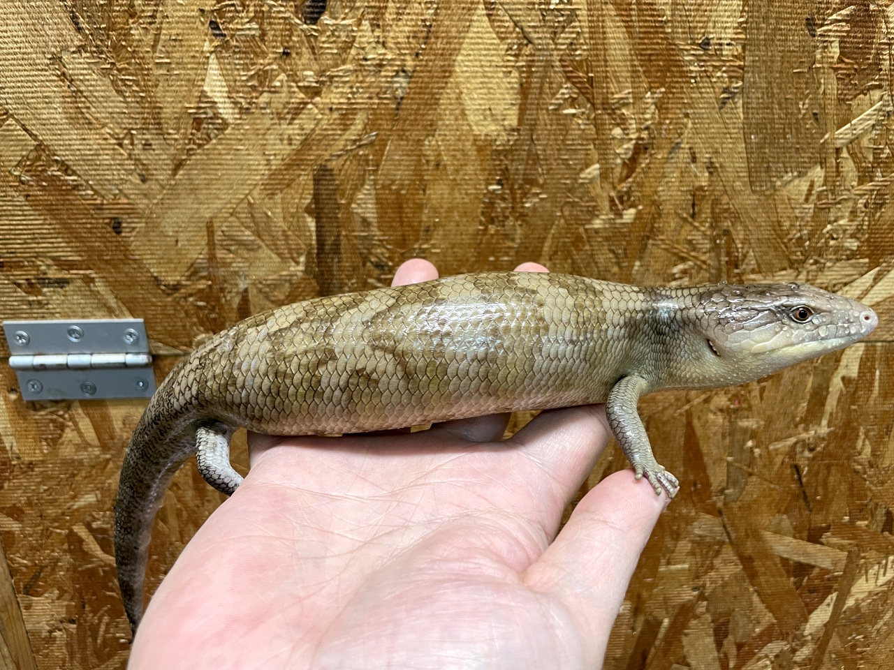 キメラアオジタトカゲ(6)