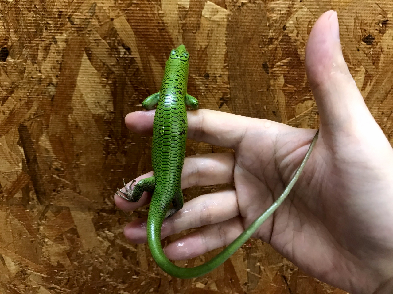 ミドリツヤトカゲ(3)