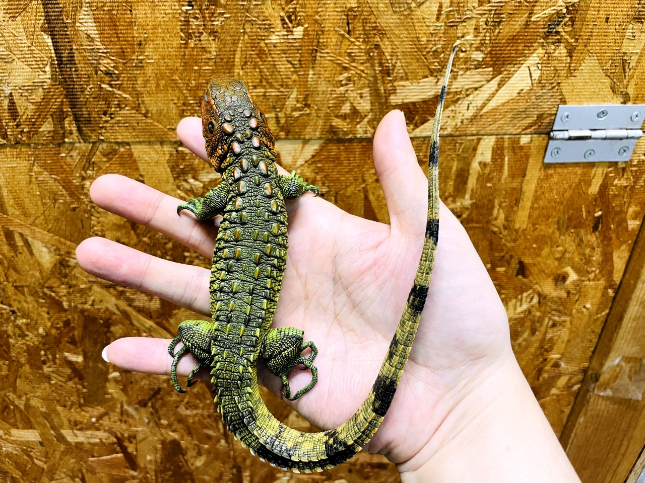 ギアナカイマントカゲ(4)