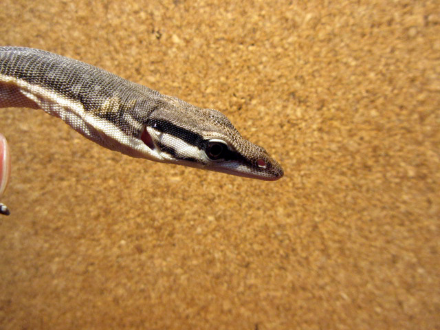 キンバリーロックモニター(9)