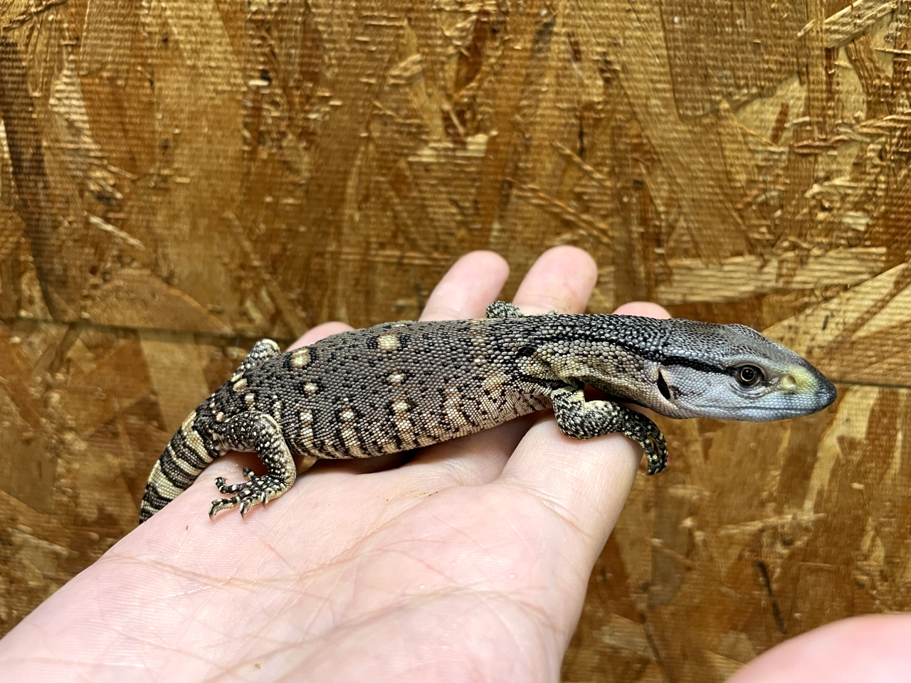 アフリカンロックモニター（ノドジロ）(12)