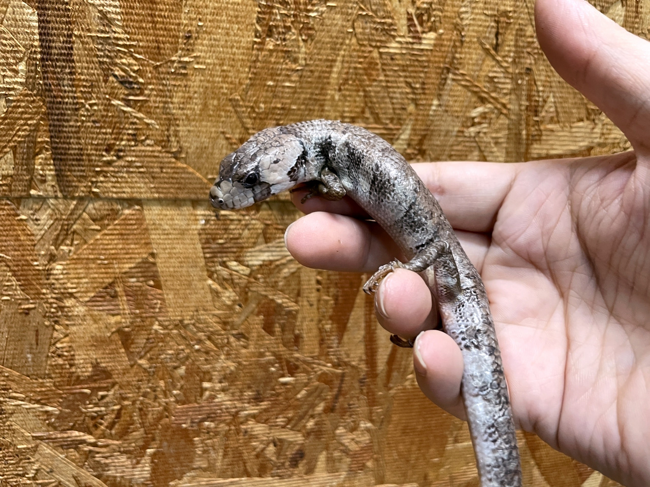 モモジタトカゲ(4)