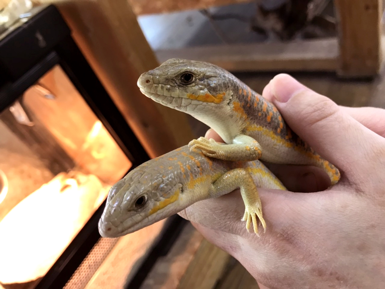 シュナイダースキンク(4)