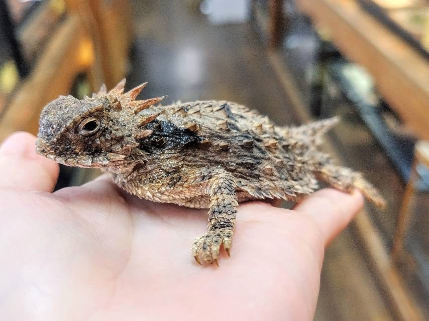 リーガルツノトカゲ(3)