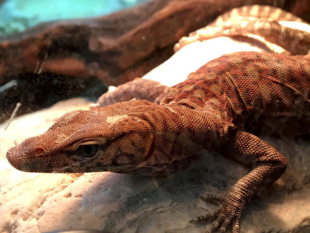 ピルバラロックモニター(11)