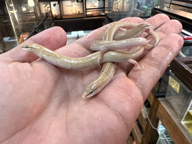 エジプトクサビトカゲ