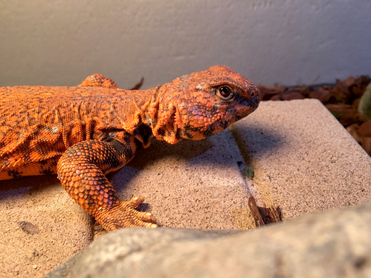 ゲイリートゲオアガマ(4)