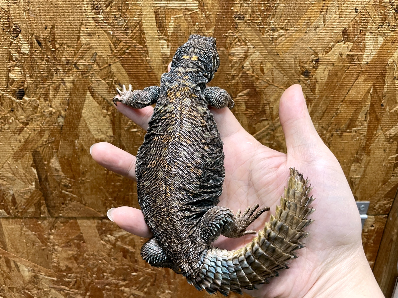 フィルビートゲオアガマ(6)