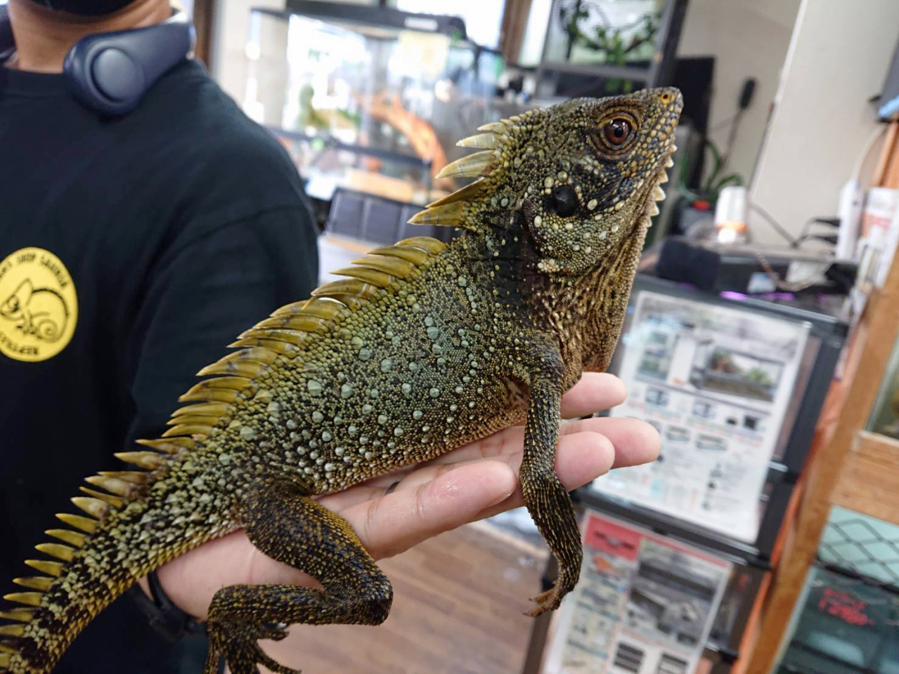 ディロフスモリドラゴン(2)