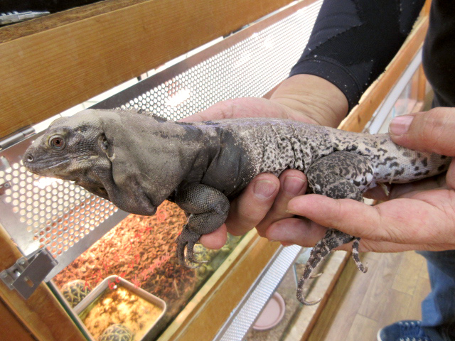 サンエステバントゲオイグアナ(8)