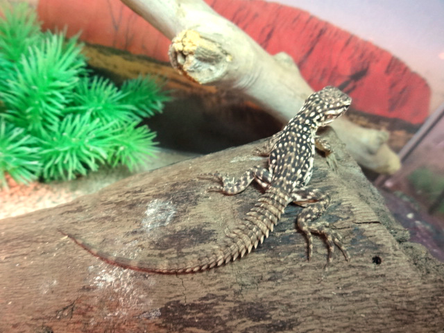 スベノドトゲオイグアナ(6)