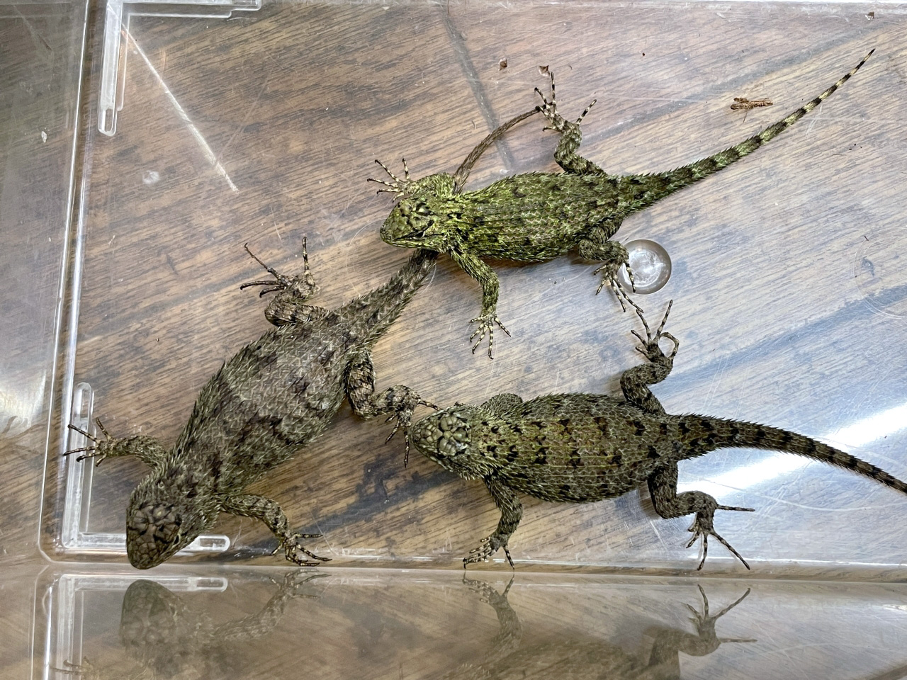 マラカイトハリトカゲ(10)