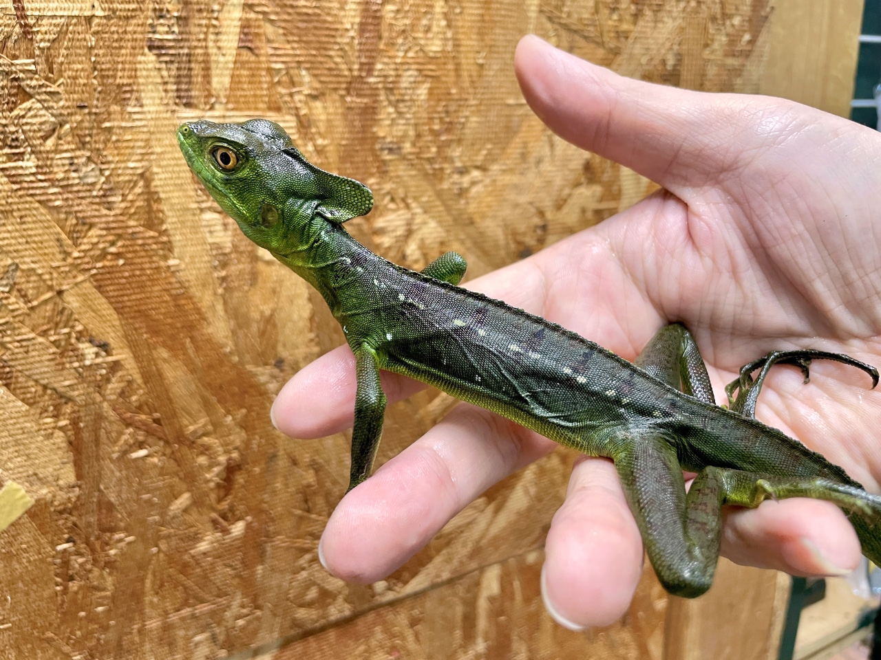 グリーンバシリスク(5)