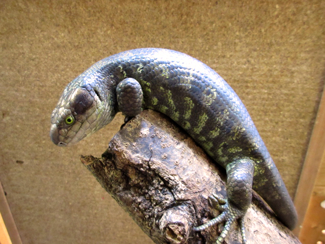 オマキトカゲ(7)