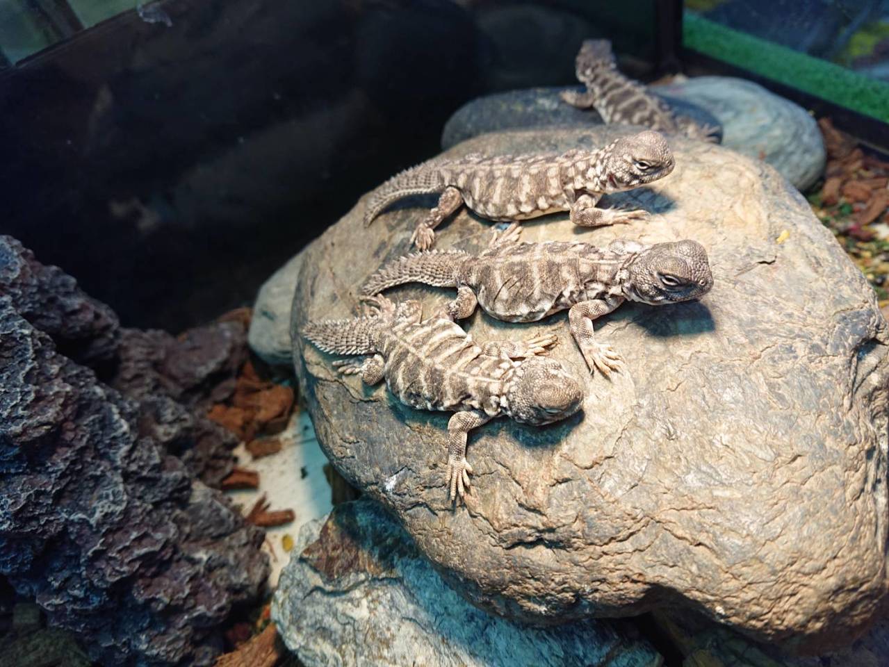 オビトゲオアガマ(4)