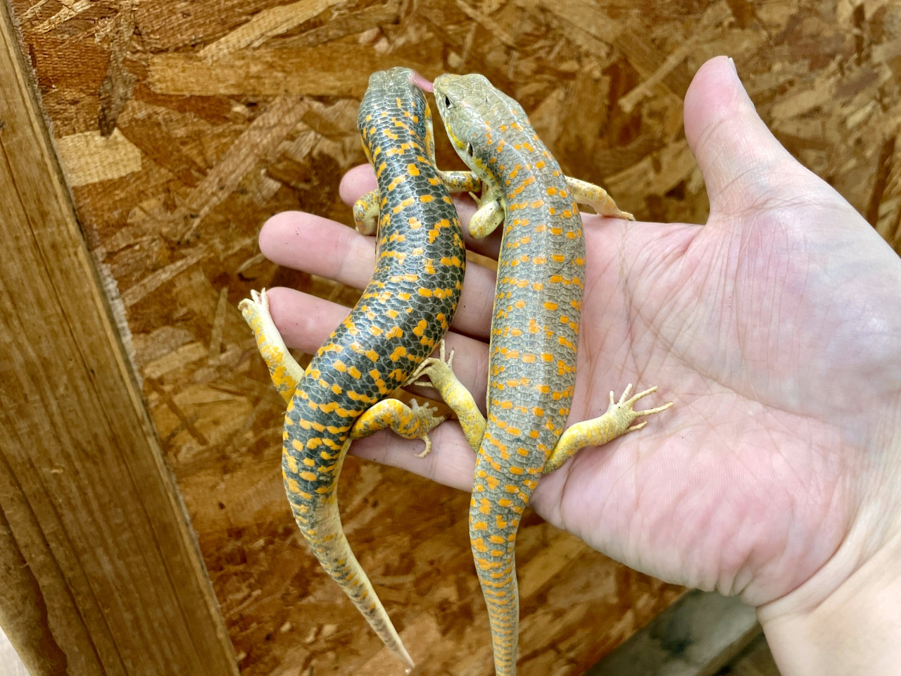 シュナイダースキンク(11)