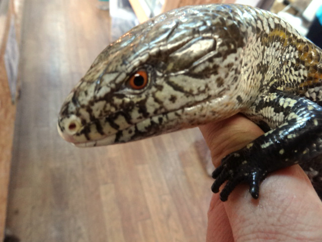 ケイアオジタトカゲ(8)