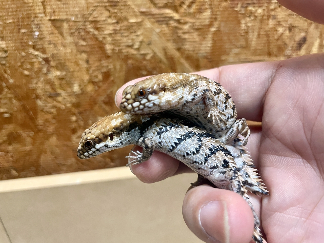 デプレッサイワトカゲ(3)