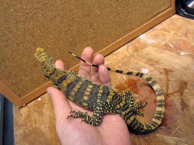 サルファモニター(9)