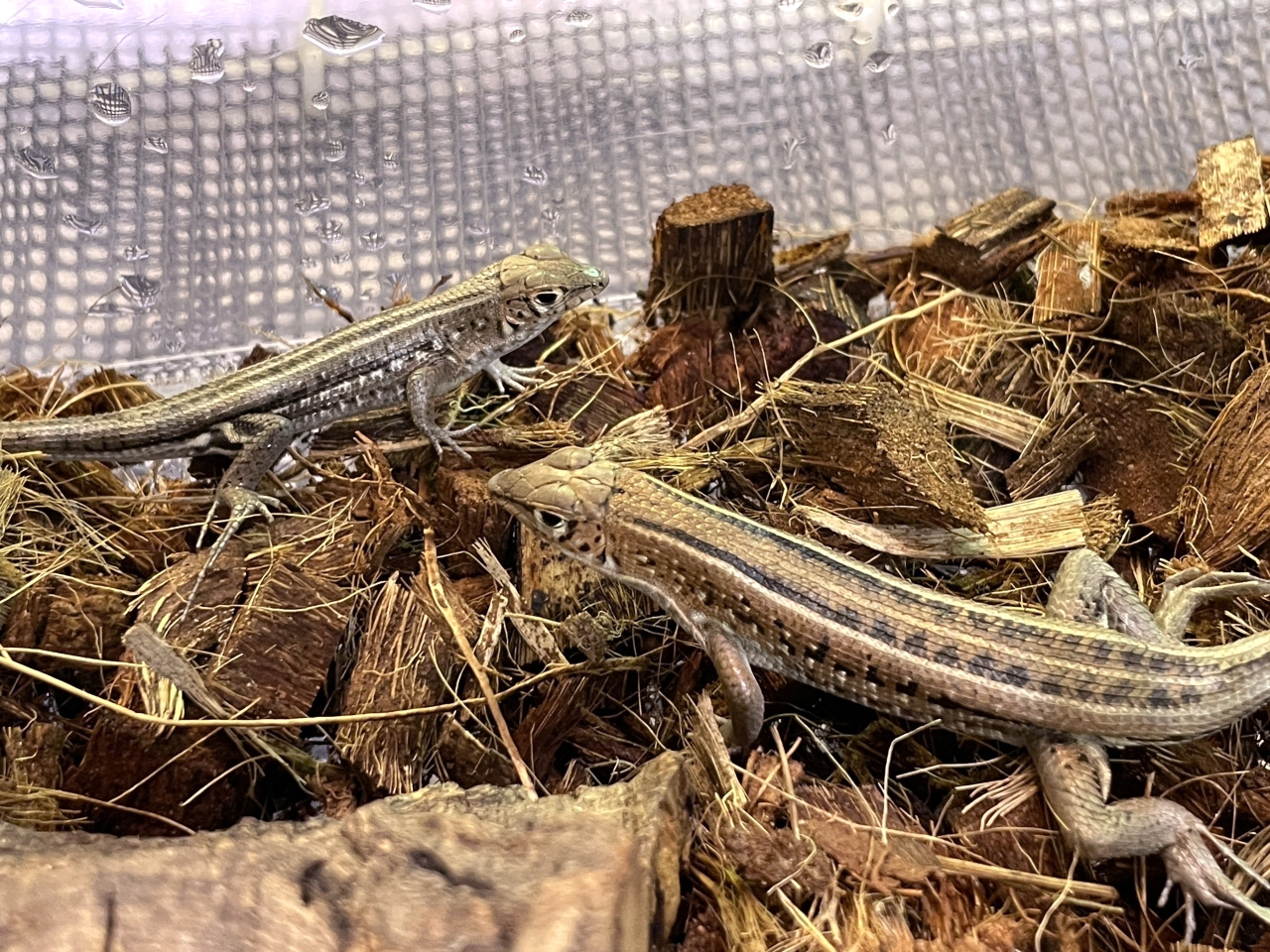 ホルストマブヤ(2)