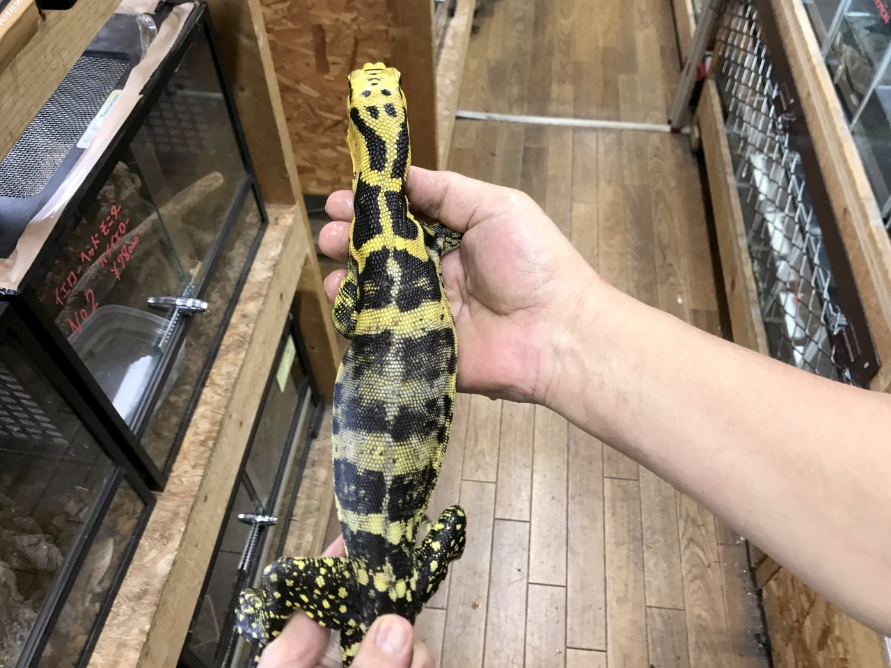 カミンギーモニター(3)