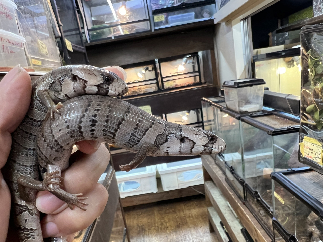 モモジタトカゲ(8)