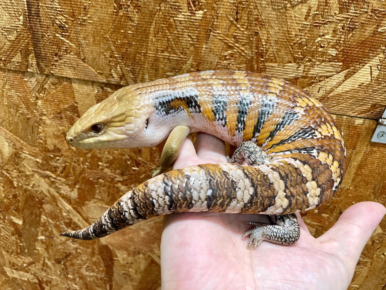 キタアオジタトカゲ(8)