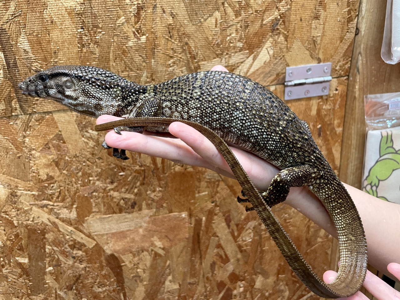 デュメリルモニター(2)