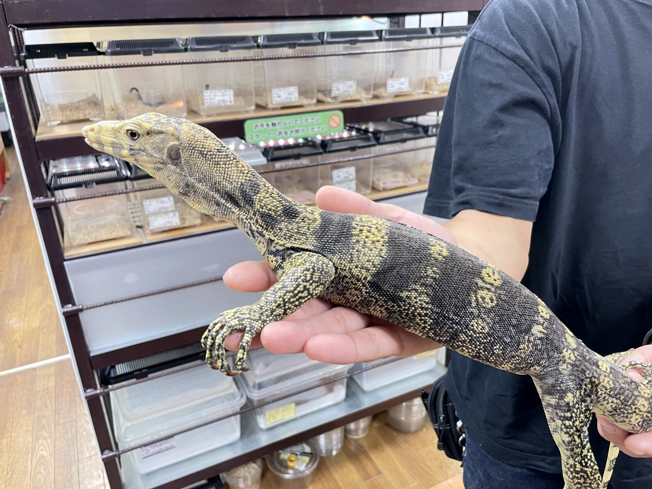 サルファモニター トカゲ図鑑 サルファモニター トカゲ図鑑